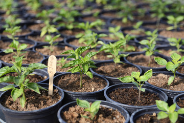 Hot Pepper Saplings in a Greenhouse