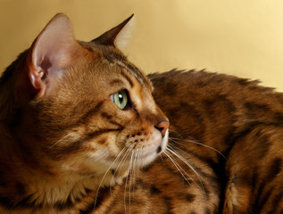 Closeup Profile Bengal Cat