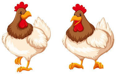 Chicken