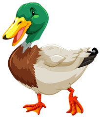 A duck