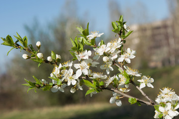 flower in spring