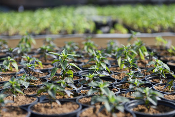 Hot Pepper Saplings in Pots