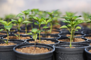 Hot Pepper Saplings in Pots