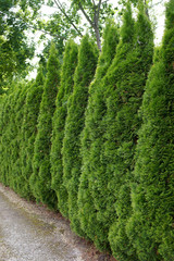 Hedge of  Thuja