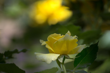 日陰に咲く黄色いバラ