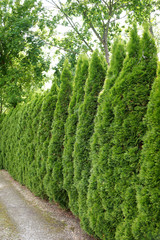 Hedge of  Thuja