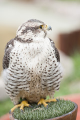 rapace