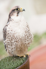 rapace