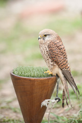 Falconeria