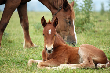 foal and horse on pasture