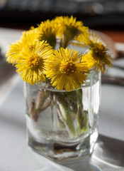 Coltsfoot flowers in a glass.