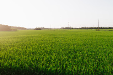 rice field