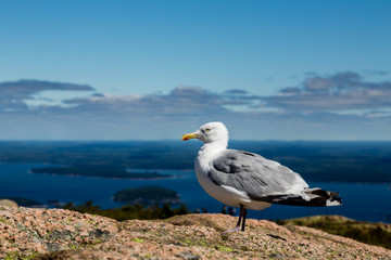 Fototapeta na wymiar Seagull with Sea in Background