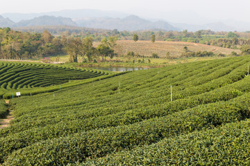 Fototapeta na wymiar oolong tea farm