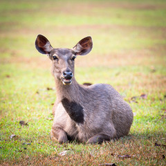 Sambar deers.