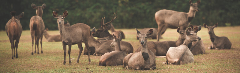 Sambar deers. Panorama
