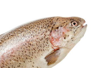 Rainbow trout head over white