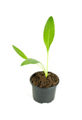 artichoke seedling