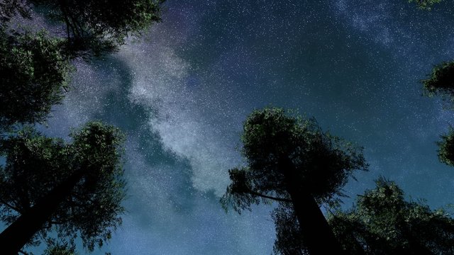 4K TIme Lapse of Stars and Silhouetted Pine Trees