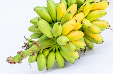 Ripe Pisang Mas banana or Musa :Kluai Khai, famous small golden