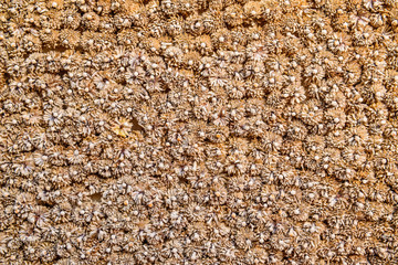 Dried Globe Amaranth or Bachelor Button flower background
