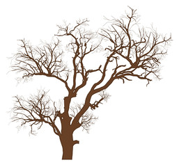 Dry Tree Vector Illustration