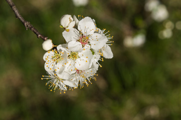 flower in spring