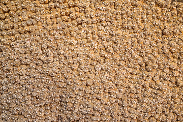 Dried Globe Amaranth or Bachelor Button flower background