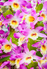 Obraz na płótnie Canvas Violet orchid flower