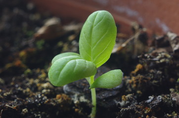 little plant basil