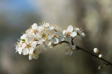 flower in spring