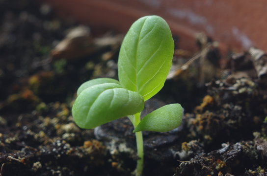 little plant basil