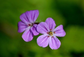 Detail of herb robert flower