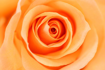 Close up of orange rose petals.