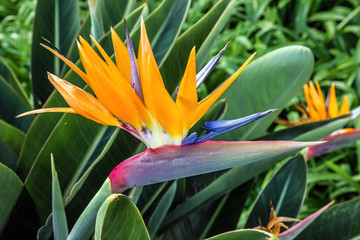 Tropical flower strelitzia, bird of paradise, Madeira island, Fu