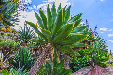tropical plants in Tropical Botanical Garden Monte, Funchal, Mad