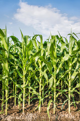 Corn field and blue sky with clouds.