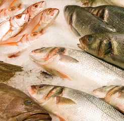 Fresh fish on the ice