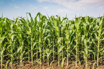 Corn field and blue sky with clouds.