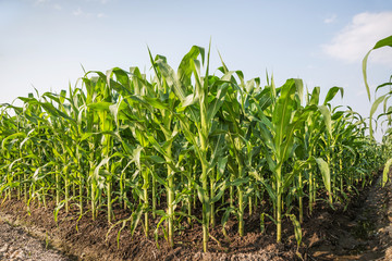 Corn field and blue sky with clouds.