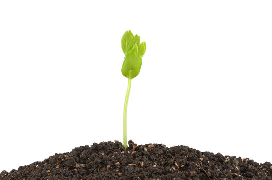 Young green plant with seed isolated on white background.