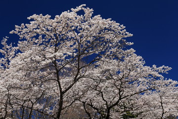 Naklejka premium 桜と青空