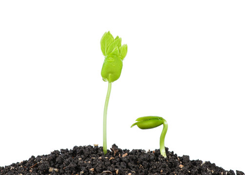 Young green plant with seed isolated on white background.