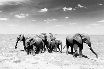 Fond de hotte en verre imprimé Best-sellers Animaux Loxodonta africana, éléphant de brousse africain.