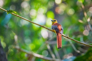 Orange-breasted Trogon (Harpactes oreskios) in nature