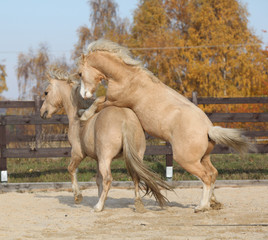 Two amazing stallions playing together