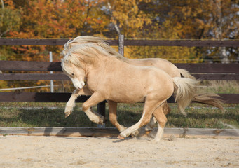 Two amazing stallions playing together