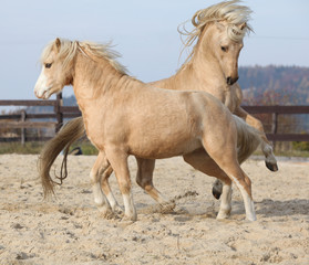 Naklejka na ściany i meble Two amazing stallions playing together