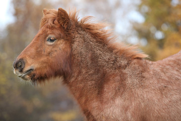 Young shetland pony in autumn