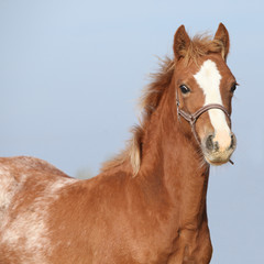 Obraz premium Amazing foal looking at you